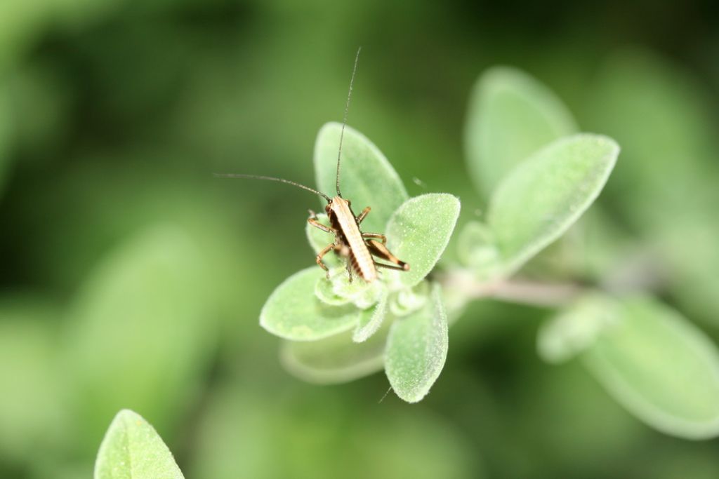 Ninfa:  Pholidoptera?... Tettigoniidae Tettigoniinae sp.